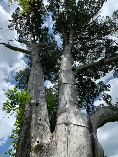納八幡神社の自然