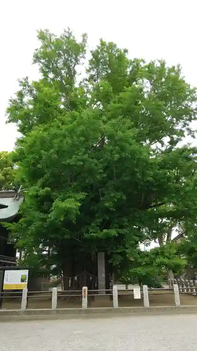 葛飾八幡宮(千葉県)