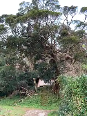 神社(名称不明)の自然