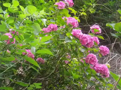 御霊神社の自然