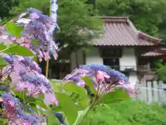 済渡寺の自然