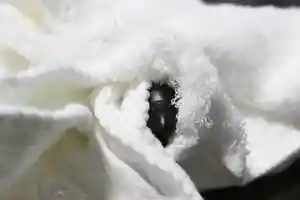 くまくま神社(導きの社 熊野町熊野神社)(東京都)(2022年01月20日(木) 19時04分13秒投稿)