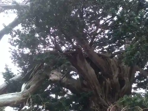 梅内神社の自然