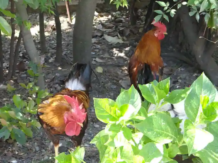 高知大神宮(高知県)