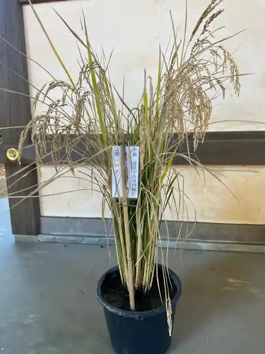 天照神社(千葉県)