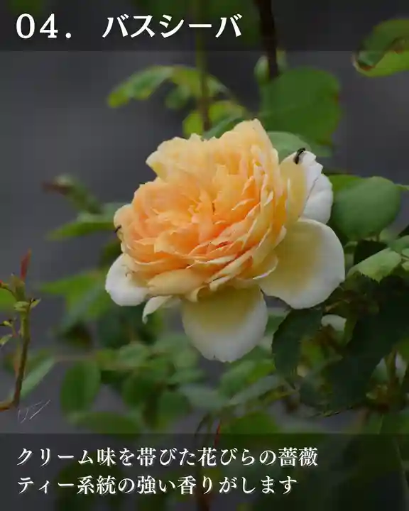 宝光寺(北海道)