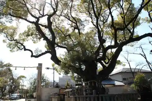 杭全神社の自然