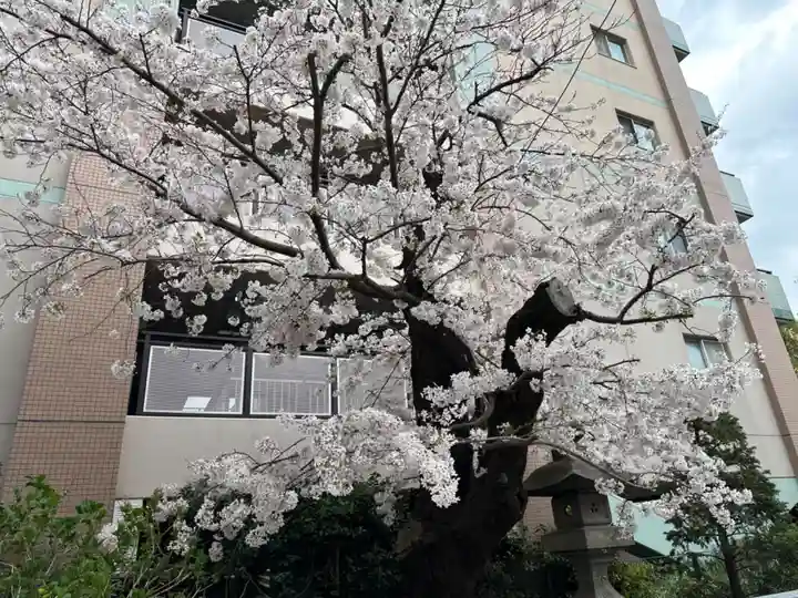 松戸神社の自然