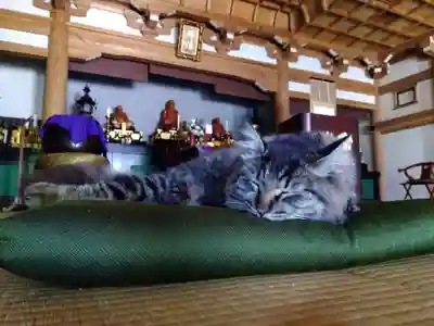 御誕生寺（猫寺）(福井県)