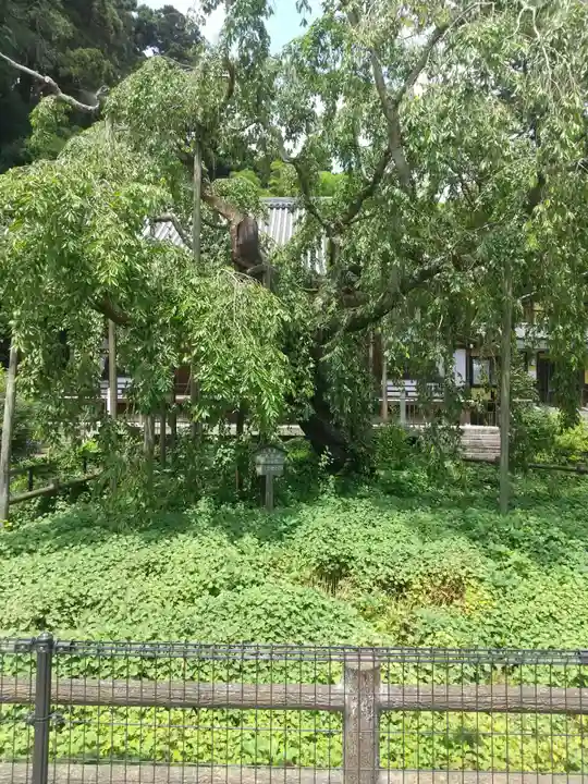 太山寺(栃木県)