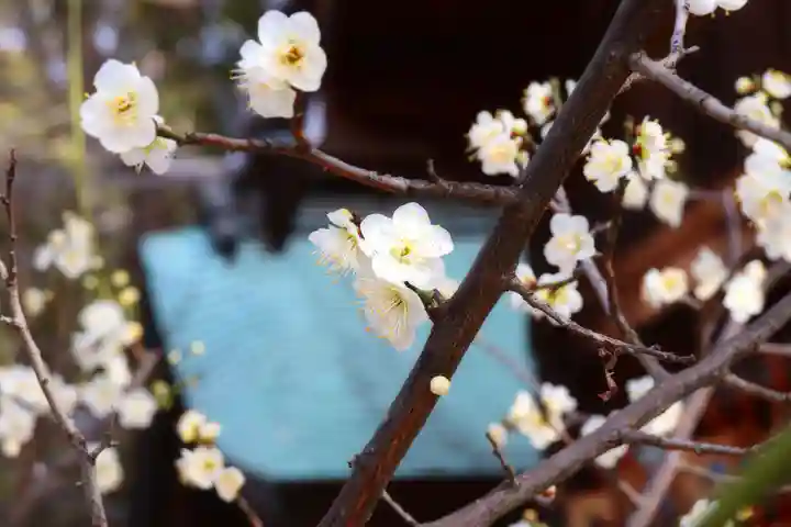 三津厳島神社の自然