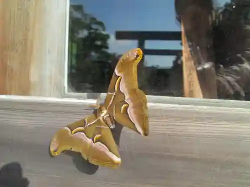 屋久島大社の動物