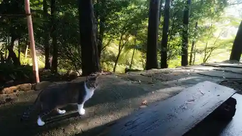 玉野御嶽神社の動物