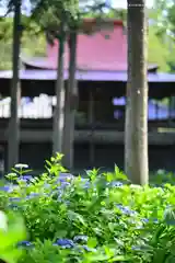 指扇氷川神社(埼玉県)