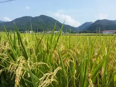 上田八幡神社の自然