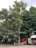 池尻稲荷神社の自然