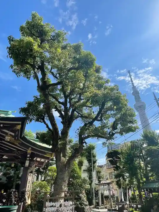 高木神社の自然