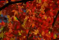 大寧寺(山口県)