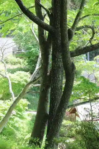 国宝 大法寺の自然