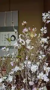 福田院の自然(2020年01月30日(木) 16時29分48秒投稿)