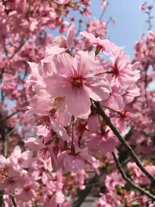 敢國神社の自然