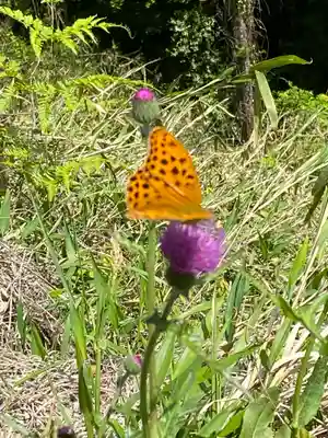 サムハラ神社 奥の宮の動物