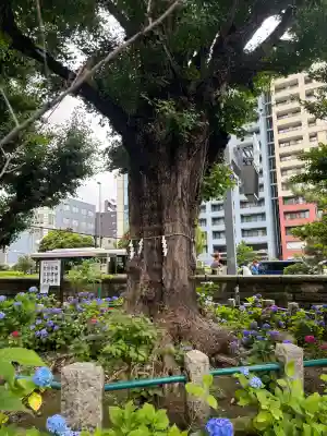 磐井神社(東京都)