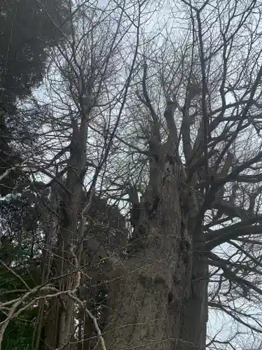 鹿嶋神社の自然