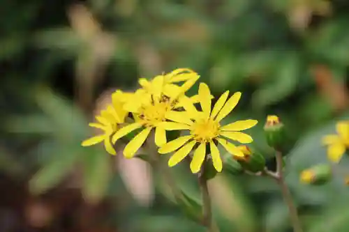 豊景神社の庭園