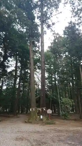 間々田八幡宮の自然