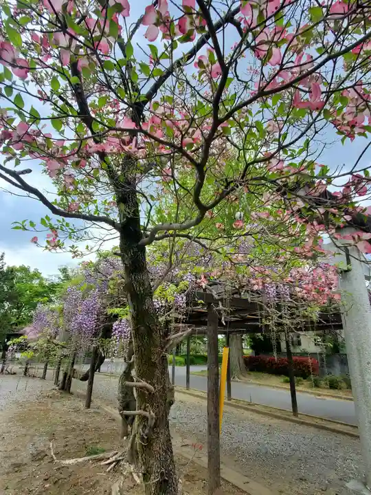 大天白神社(埼玉県)