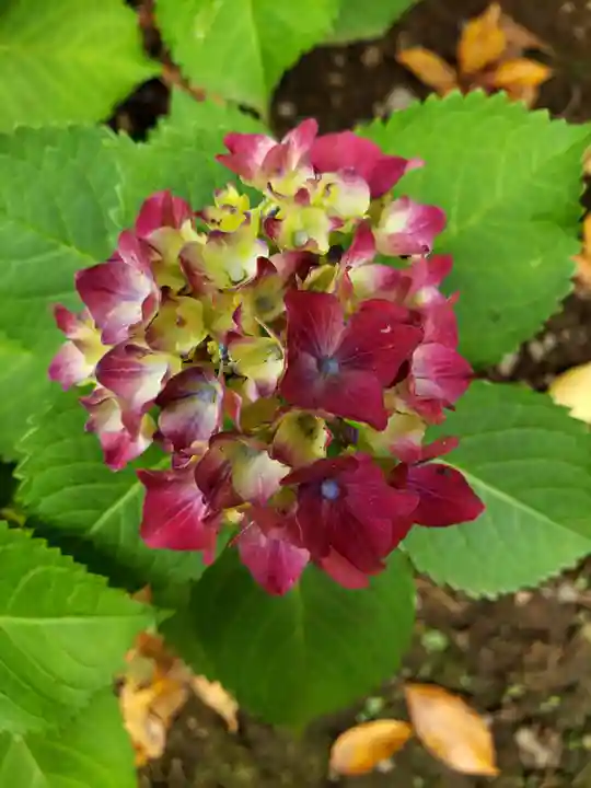 白金氷川神社の自然