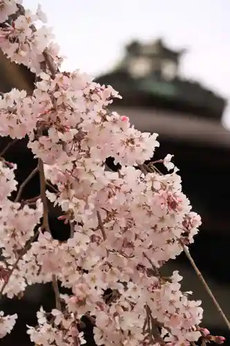 三宝院（三宝院門跡）の自然