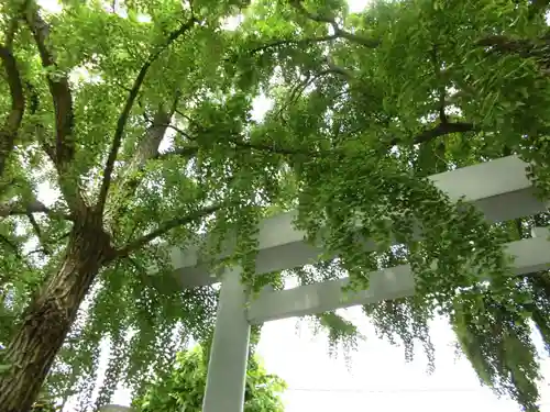 波除神社（波除稲荷神社）の鳥居