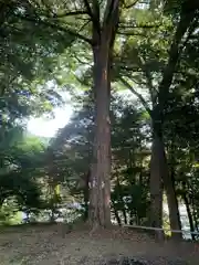 神明神社の自然