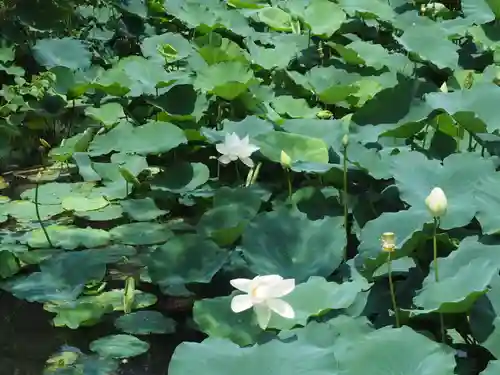 鶴岡八幡宮の自然