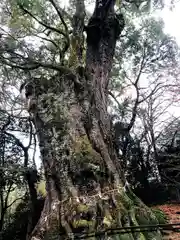 柞原八幡宮の自然