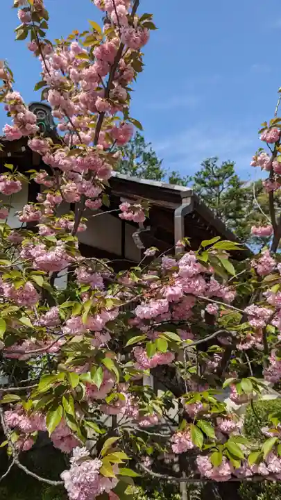 本満寺(本願満足寺)(京都府)