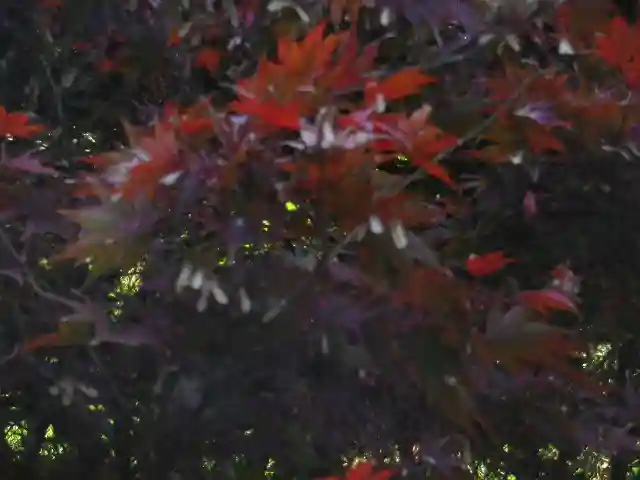 浄光明寺の自然