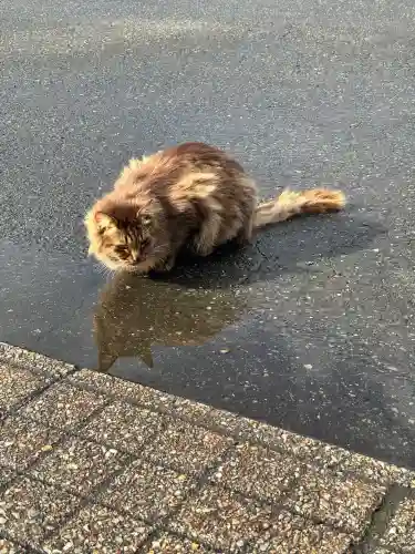 御誕生寺（猫寺）(福井県)
