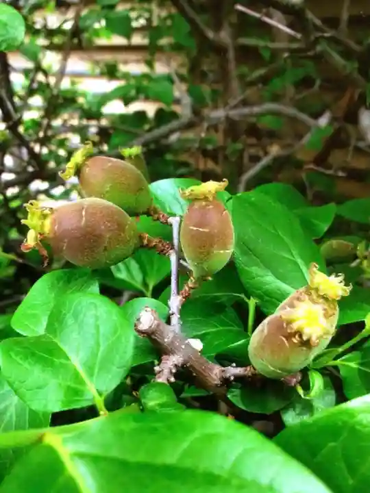 福蔵院(東京都)
