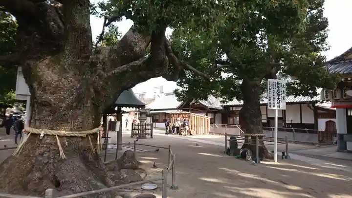 大聖観音寺(あびこ観音)の自然