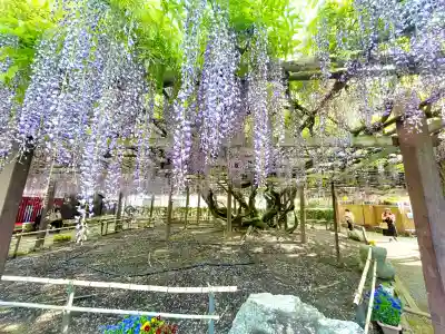 太巌寺（ふじの寺）(三重県)