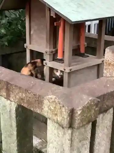 天王坊稲荷神社の動物
