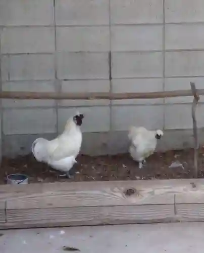 阿智神社の動物