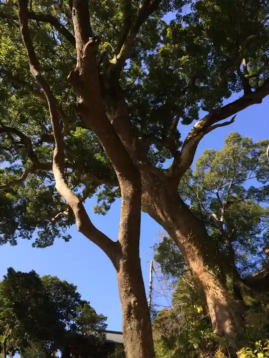 千栗八幡宮(佐賀県)