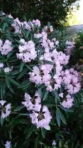 高千穂神社の自然