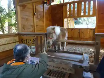 平塚八幡宮の動物
