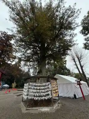 鷲宮神社の{uncategorized: "未分類", other: "その他", undefined: "問題あり", building: "その他建物", grave: "お墓", sacred_gate: "鳥居", guardian: "狛犬", statue: "像", buddha: "仏像", history: "歴史", nature: "自然", garden: "庭園", animal: "動物", pagoda: "塔", temizu: "手水舎", mountain_gate: "山門・神門", sanctuary: "本殿・本堂", subordinate: "末社・摂社", art: "芸術", scenery: "景色", jizo: "地蔵", ema: "絵馬", goshuin: "御朱印", omikuji: "おみくじ", items: "授与品その他", amulet: "お守り", goshuincho: "御朱印帳", eats: "食事", festival: "お祭り", votive_dance: "神楽", shichigosan: "七五三参", wedding: "結婚式", experience: "体験その他", initially: "初詣", around: "周辺", anti_infection: "感染症対策"}