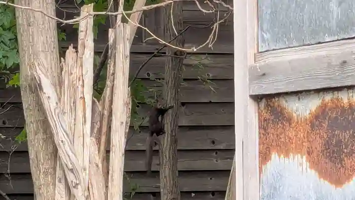 留萌神社の動物
